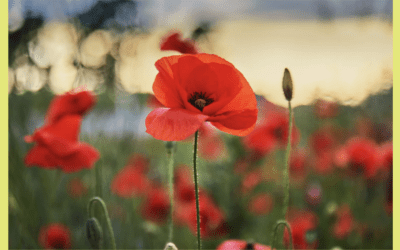 Explaining ANZAC Day to Children: Help Them Understand